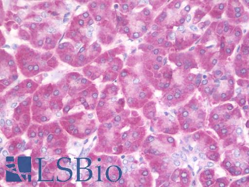 Anti-RPS27L antibody IHC staining of human pancreas. Immunohistochemistry of formalin-fixed, paraffin-embedded tissue after heat-induced antigen retrieval. Antibody LS-B9684 concentration 10 ug/ml.