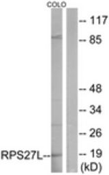 Western blot of extracts from COLO cells, using RPS27L Antibody. The lane on the right is treated with the synthesized peptide.