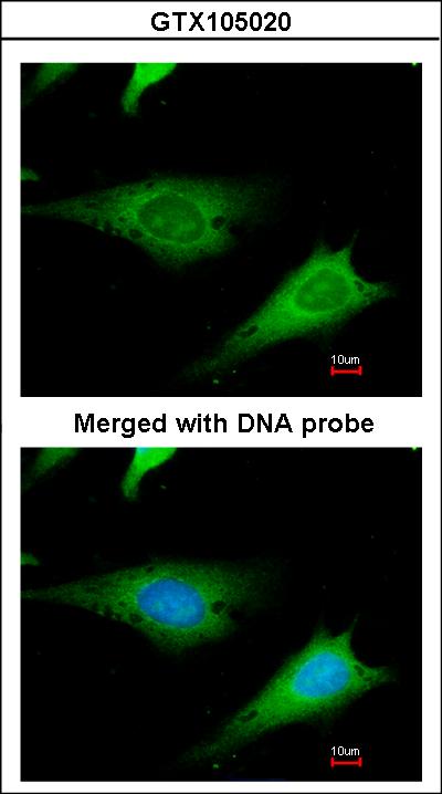 Immunofluorescence of paraformaldehyde-fixed HeLa using ribosomal protein S3a antibody at 1:200 dilution.