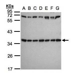 Sample (30 ug whole cell lysate). A:293T, B: A431 , C: H1299, D: HeLa S3 , E: Hep G2 . F: MOLT4 . G: Raji . 12% SDS PAGE. RPS3A antibody diluted at 1:1000