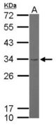 Sample (50 ug of whole cell lysate). A: Mouse brain. 12% SDS PAGE. RPS3A antibody diluted at 1:1000.