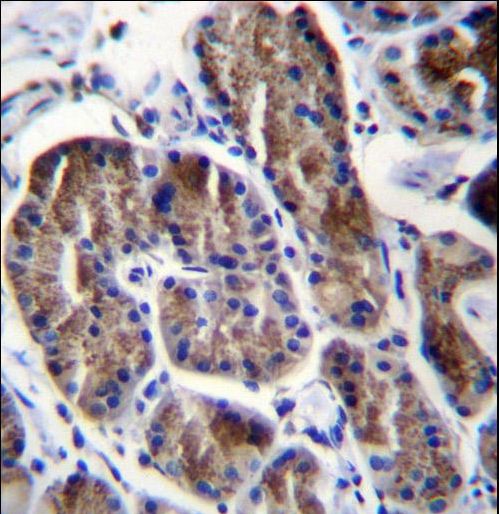 RPS4Y1 Antibody immunohistochemistry of formalin-fixed and paraffin-embedded human stomach tissue followed by peroxidase-conjugated secondary antibody and DAB staining.