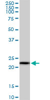 RPS5 monoclonal antibody (M01), clone 3G3. Western blot of RPS5 expression in NIH/3T3.