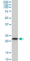 RPS5 monoclonal antibody (M01), clone 3G3. Western blot of RPS5 expression in Raw 264.7.