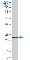 RPS5 monoclonal antibody (M01), clone 3G3. Western blot of RPS5 expression in HeLa.
