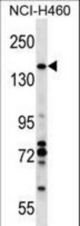 VCIP1 Antibody western blot of NCI-H460 cell line lysates (35 ug/lane). The VCIP1 antibody detected the VCIP1 protein (arrow).