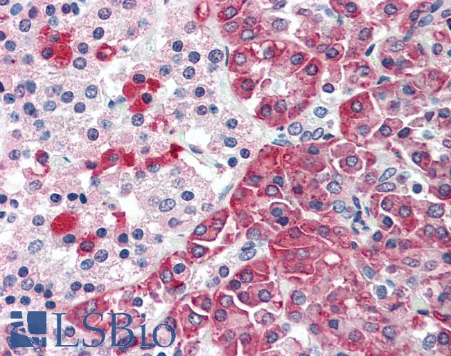 Anti-TMPRSS4 antibody LS-A8773 IHC of human pancreas. Immunohistochemistry of formalin-fixed, paraffin-embedded tissue after heat-induced antigen retrieval.