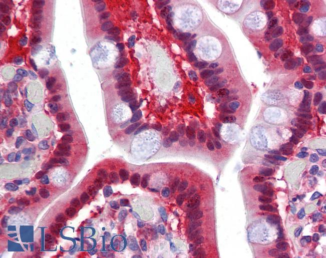 Anti-TMPRSS4 antibody LS-A9908 IHC of human small intestine. Immunohistochemistry of formalin-fixed, paraffin-embedded tissue after heat-induced antigen retrieval.
