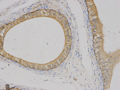 Immunohistochemistry of paraffin-embedded human epididymis using VEGFB antibody at dilution of 1:200 (200x lens).