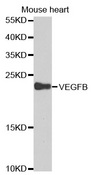 Western blot analysis of extracts of mouse heart cell lines, using VEGFB antibody.