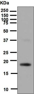Western blot analysis on 10 ng of human VEGF-B recombinant protein using anti-VEGF-B antibody.