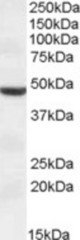 TMPRSS4 antibody (1 ug/ml) staining of HEK293 lysate (35 ug protein/ml in RIPA buffer). Primary incubation was 1 hour. Detected by chemiluminescence.