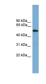 TMPRSS4 antibody LS-C116372 Western blot of HepG2 cell lysate.