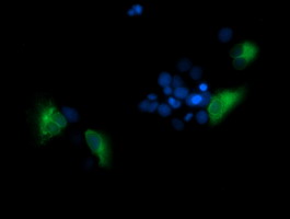 Anti-TMPRSS5 mouse monoclonal antibody immunofluorescent staining of COS7 cells transiently transfected by pCMV6-ENTRY TMPRSS5.