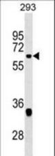 VEZF1 Antibody western blot of 293 cell line lysates (35 ug/lane). The VEZF1 antibody detected the VEZF1 protein (arrow).