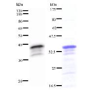 Left : Western blot analysis of immunized recombinant protein, using anti-ZNF161 monoclonal antibody. Right : CBB staining of immunized recombinant protein.