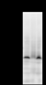 Detection of ZNF161 by Western blot. Samples: Whole cell lysate from human HeLa (H, 50 ug) , mouse NIH3T3 (M, 50 ug) and rat F2408 (R, 50 ug) cells. Predicted molecular weight: 56 kDa