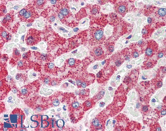 Anti-TMPRSS5 antibody IHC staining of human liver. Immunohistochemistry of formalin-fixed, paraffin-embedded tissue after heat-induced antigen retrieval.