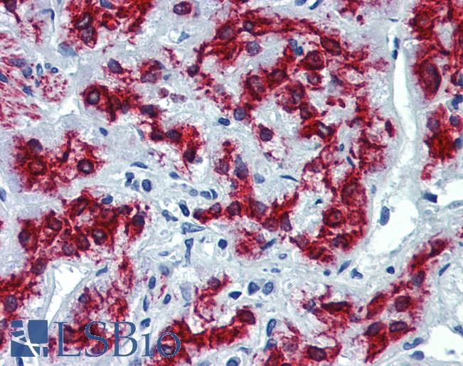 Anti-VEZF1 antibody IHC of human adrenal. Immunohistochemistry of formalin-fixed, paraffin-embedded tissue after heat-induced antigen retrieval. Antibody LS-B3981 concentration 5 ug/ml.