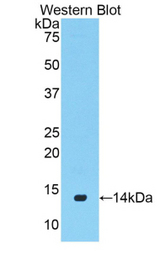 Western blot of recombinant VG5Q / AGGF1.