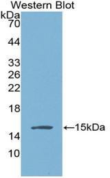 Western blot of recombinant VG5Q / AGGF1.