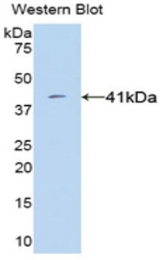Western blot of recombinant VGF.