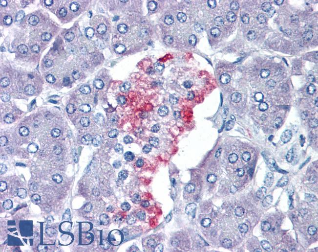 Anti-VGF antibody IHC of human pancreas. Immunohistochemistry of formalin-fixed, paraffin-embedded tissue after heat-induced antigen retrieval. Antibody LS-B5317 concentration 5 ug/ml.