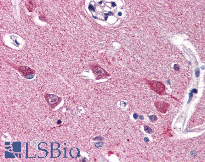 Anti-VGF antibody IHC of human brain, cortex. Immunohistochemistry of formalin-fixed, paraffin-embedded tissue after heat-induced antigen retrieval. Antibody LS-B2623 concentration 5 ug/ml.