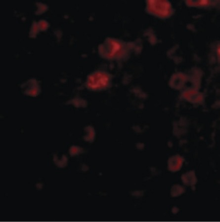 Immunofluorescence of VGF in Human Brain cells with VGF antibody at 20 ug/ml.