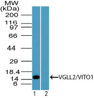 Western blot of VGLL2/VITO1 in human skeletal muscle lysate in the 1) absence and 2) presence of immunizing peptide using LS-C148597 at 1 ug/ml. Goat anti-rabbit Ig HRP secondary antibody, and PicoTect ECL substrate solution, were used for this test.