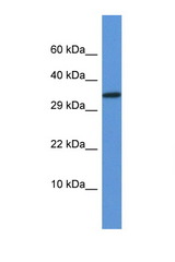 VGLL2 antibody LS-C135248 Western blot of Small Intestine lysate. Antibody concentration 1 ug/ml.