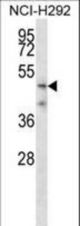 TMPRSS5 Antibody western blot of NCI-H292 cell line lysates (35 ug/lane). The TMPRSS5 antibody detected the TMPRSS5 protein (arrow).