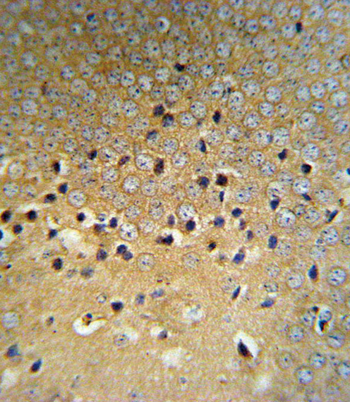 VHL Antibody (RB18667) IHC of formalin-fixed and paraffin-embedded mouse brain tissue followed by peroxidase-conjugated secondary antibody and DAB staining.