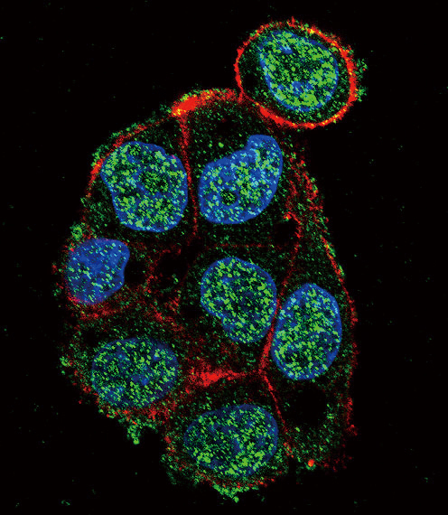 Confocal immunofluorescent of VHL Antibody with HepG2 cell followed by Alexa Fluor 488-conjugated goat anti-rabbit lgG (green). Actin filaments have been labeled with Alexa Fluor 555 phalloidin (red). DAPI was used to stain the cell nuclear (blue).