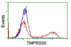 HEK293T cells transfected with either overexpress plasmid (Red) or empty vector control plasmid (Blue) were immunostained by anti-TMPRSS5 antibody, and then analyzed by flow cytometry.