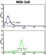 Flow cytometric of WiDr cells using Villin-1 Antibody (bottom histogram) compared to a negative control cell (top histogram). FITC-conjugated goat-anti-rabbit secondary antibodies were used for the analysis.