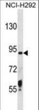 TMPRSS6 Antibody western blot of NCI-H292 cell line lysates (35 ug/lane). The TMPRSS6 antibody detected the TMPRSS6 protein (arrow).