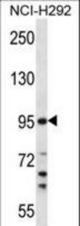TMPRSS7 Antibody western blot of NCI-H292 cell line lysates (35 ug/lane). The TMPRSS7 antibody detected the TMPRSS7 protein (arrow).