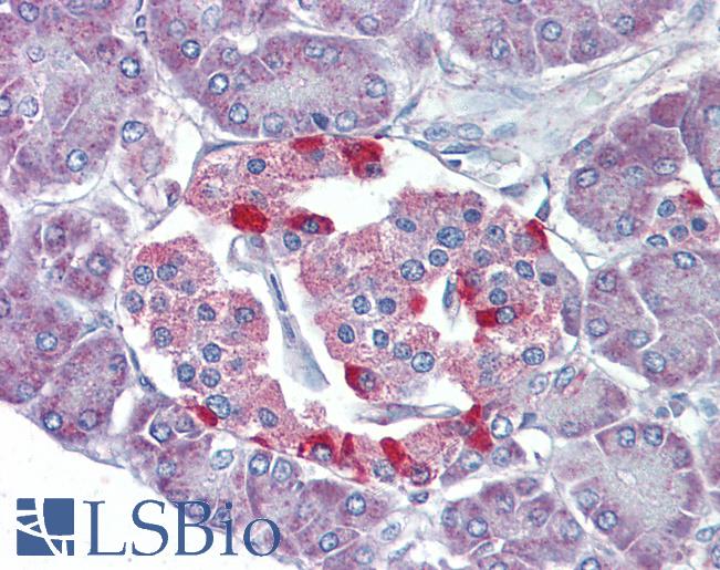 Anti-VIP antibody IHC of human pancreas. Immunohistochemistry of formalin-fixed, paraffin-embedded tissue after heat-induced antigen retrieval. Antibody LS-B3634 concentration 10 ug/ml.