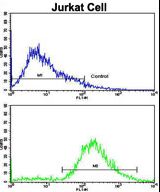 Flow cytometric of Jurkat cells using VIP Antibody (bottom histogram) compared to a negative control cell (top histogram). FITC-conjugated goat-anti-rabbit secondary antibodies were used for the analysis.