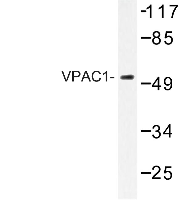 Western blot of VPAC1 (V371) pAb in extracts from HT-29 cells.