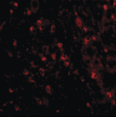 Immunofluorescence of VISA in Mouse Brain cells with VISA antibody at 20 ug/ml.