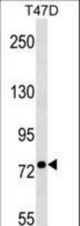 BEST3 Antibody western blot of T47D cell line lysates (35 ug/lane). The BEST3 antibody detected the BEST3 protein (arrow).