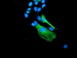 Anti-BEST3 mouse monoclonal antibody immunofluorescent staining of COS7 cells transiently transfected by pCMV6-ENTRY BEST3.