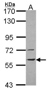 Sample (30 ug of whole cell lysate). A: H1299. 7.5% SDS PAGE. vanin-1 antibody. VNN1 antibody diluted at 1:1000.