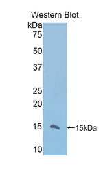 Western blot of recombinant VNN1.