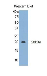 Western blot of recombinant VNN1.