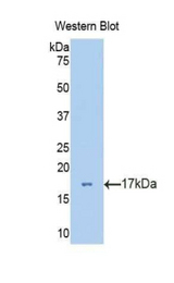 Western blot of recombinant VNN1.