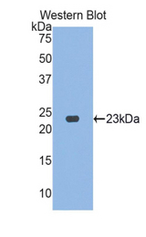 Western blot of recombinant VNN1.