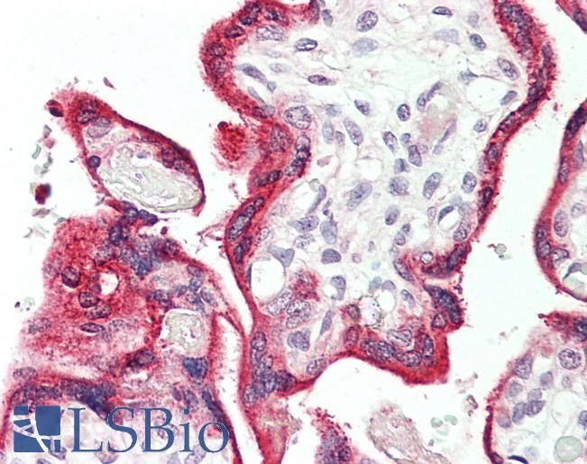 Anti-VOPP1 / ECOP antibody IHC staining of human placenta. Immunohistochemistry of formalin-fixed, paraffin-embedded tissue after heat-induced antigen retrieval. Antibody LS-B11380 concentration 20 ug/ml.